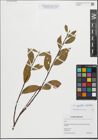 Foto von Salix myrsinifolia Salisb. x Salix phylicifolia L.